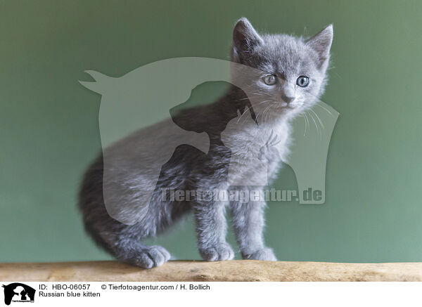 Russian blue kitten / HBO-06057
