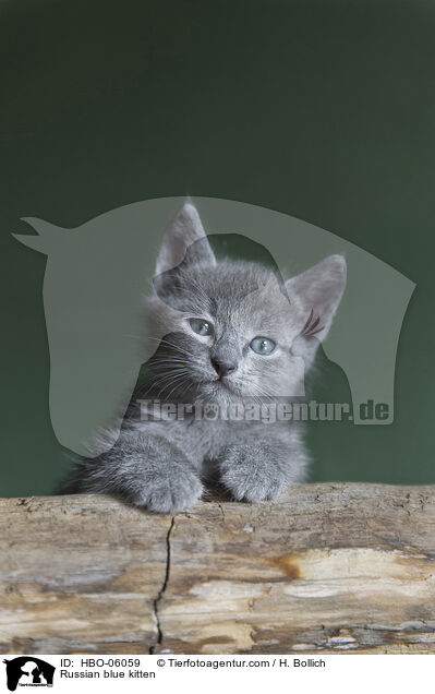 Russian blue kitten / HBO-06059