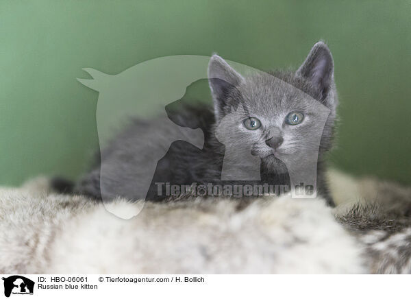 Russian blue kitten / HBO-06061