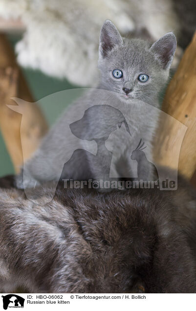 Russian blue kitten / HBO-06062