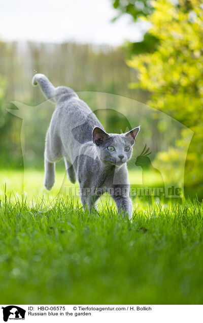 Russisch Blau im Garten / Russian blue in the garden / HBO-06575