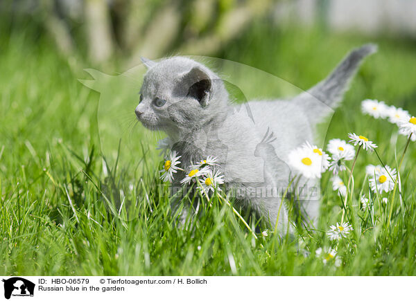 Russian blue in the garden / HBO-06579