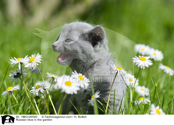 Russian blue in the garden / HBO-06580