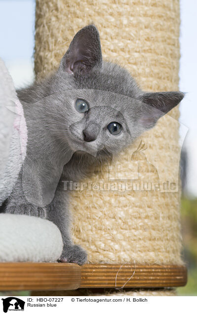 Russisch Blau / Russian blue / HBO-07227