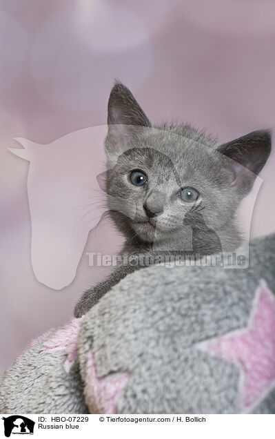 Russisch Blau / Russian blue / HBO-07229