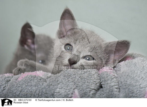 Russisch Blau / Russian blue / HBO-07230