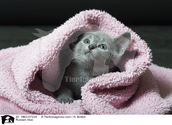 Russisch Blau / Russian blue / HBO-07234