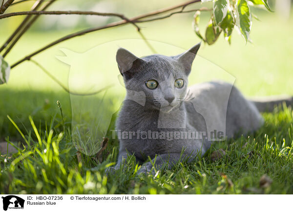Russisch Blau / Russian blue / HBO-07236