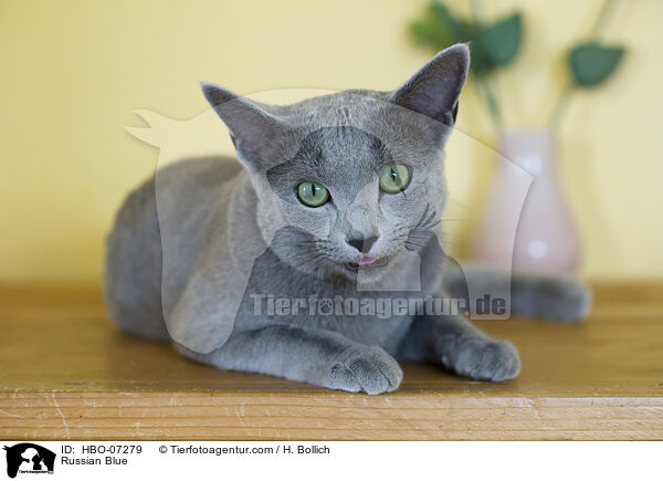 Russisch Blau / Russian Blue / HBO-07279