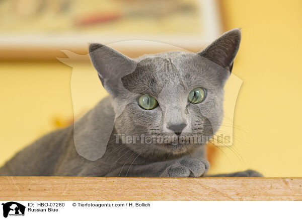 Russisch Blau / Russian Blue / HBO-07280