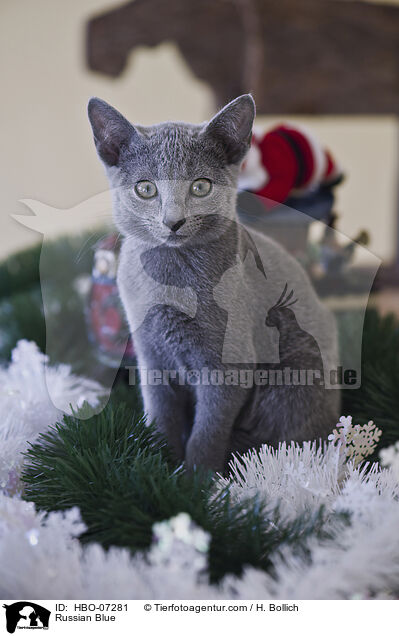 Russisch Blau / Russian Blue / HBO-07281