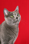 Russian Blue Portrait