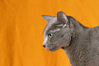 Russian Blue Portrait