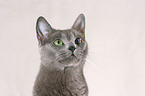 Russian Blue Portrait