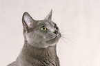 Russian Blue Portrait