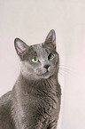 Russian Blue Portrait