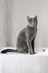 sitting Russian Blue