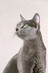 Russian Blue Portrait