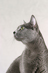 Russian Blue Portrait