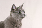 Russian Blue Portrait