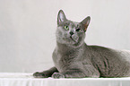 Russian Blue