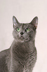 Russian Blue Portrait