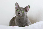 Russian Blue