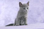 Russian Blue Kitten