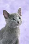 Russian Blue Portrait