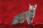 standing Russian Blue