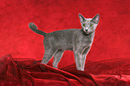 standing Russian Blue