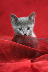 Russian Blue Kitten