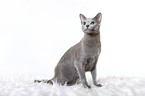 sitting russian blue