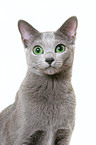 russian blue portrait