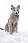 sitting russian blue