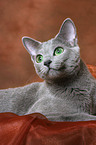 russian blue