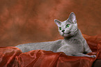 lying russian blue