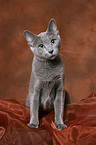 sitting russian blue