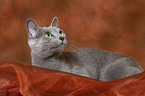 lying russian blue