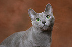 russian blue portrait