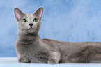 lying russian blue