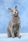 sitting russian blue