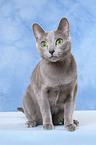 sitting russian blue