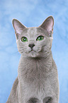 russian blue portrait