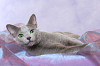 lying russian blue