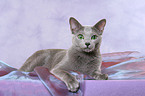 lying russian blue