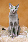 sitting russian blue