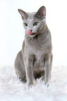 sitting russian blue