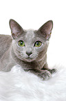 russian blue