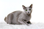 lying russian blue